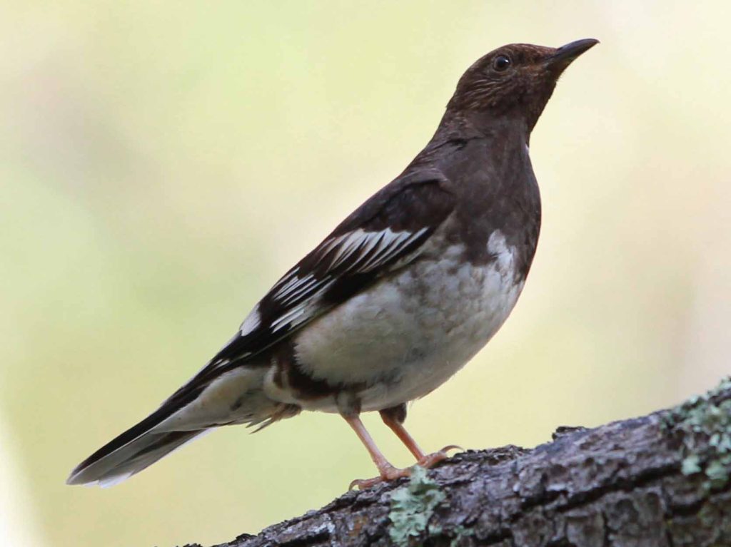 Aztec Thrush