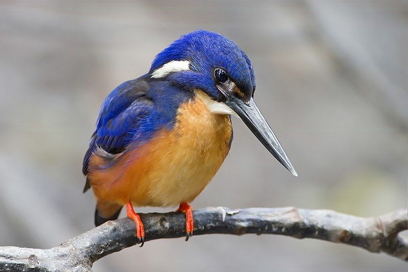 Azure_kingfisher__4