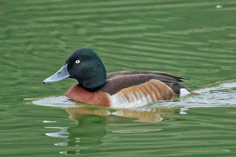 Baer's_pochard__22