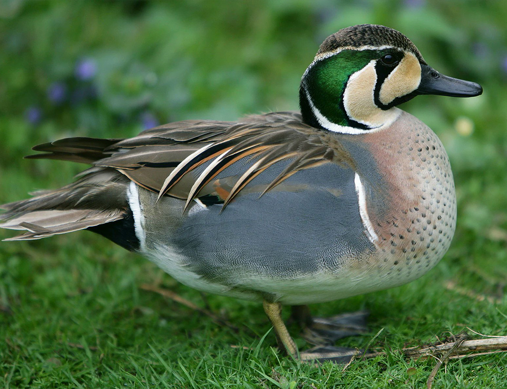 Baikal Teal