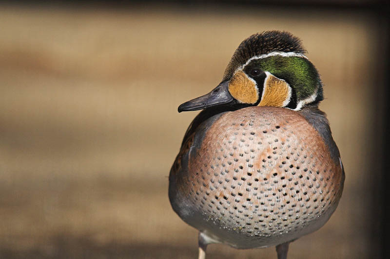 Baikal Teal