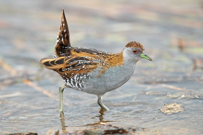 Baillon's_crake__19