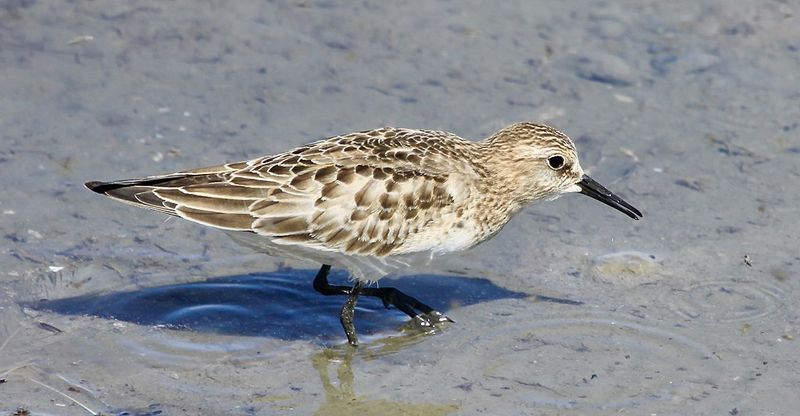 Baird's_sandpiper__18