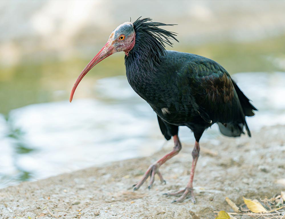 Bald Ibis