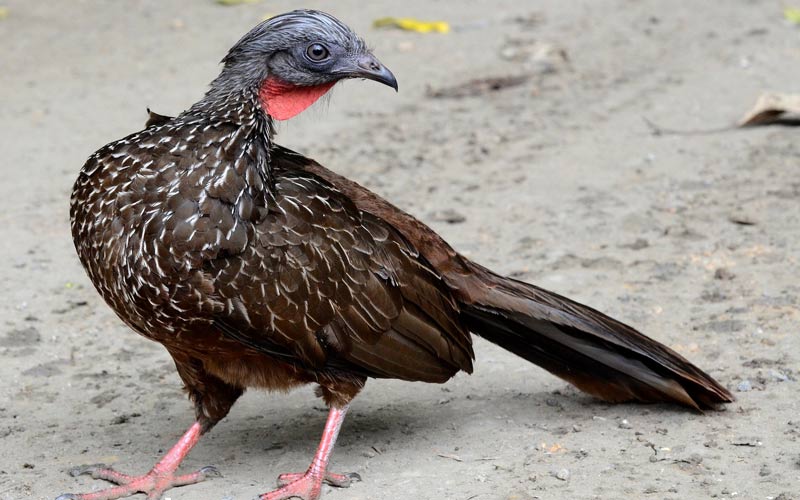 Band-tailed guan