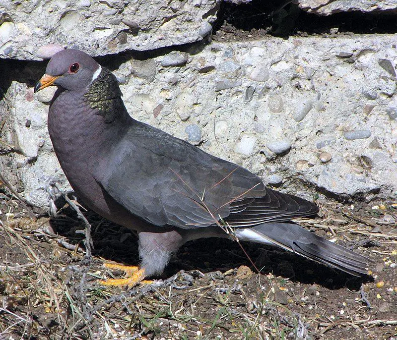 Band-tailed_pigeon__12