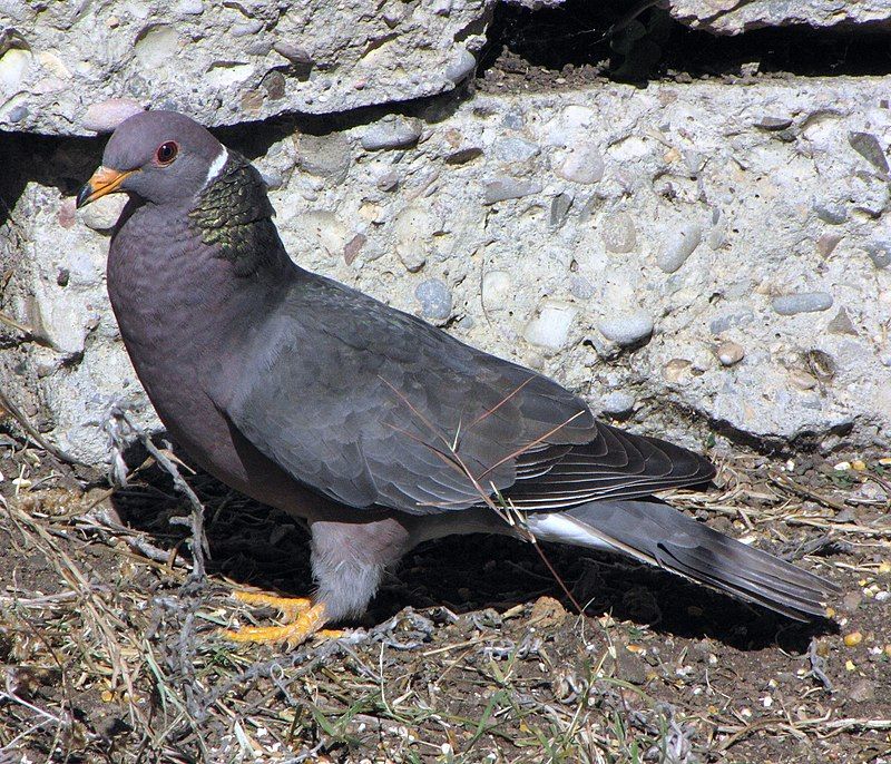 Band-tailed_pigeon__22