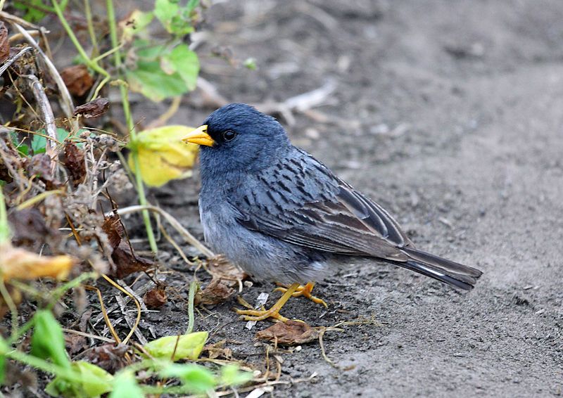 Band-tailed_seedeater__22