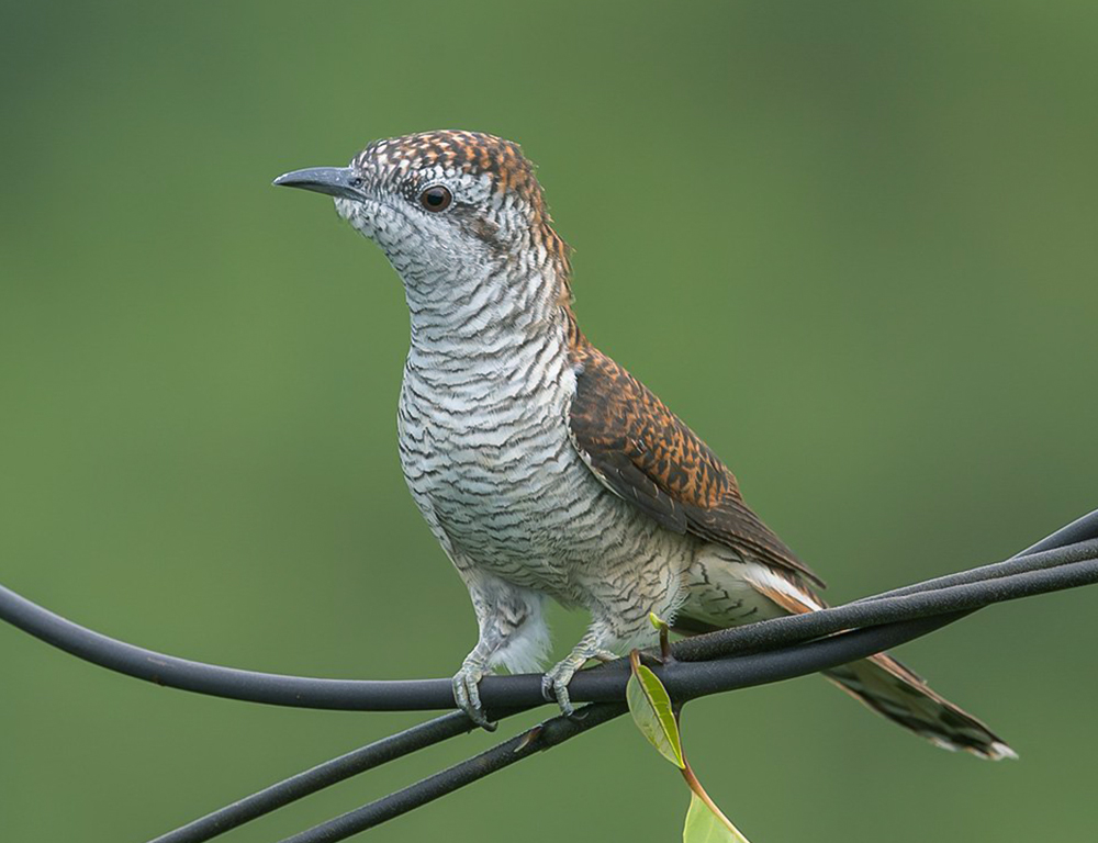 Banded Bay Cuckoo