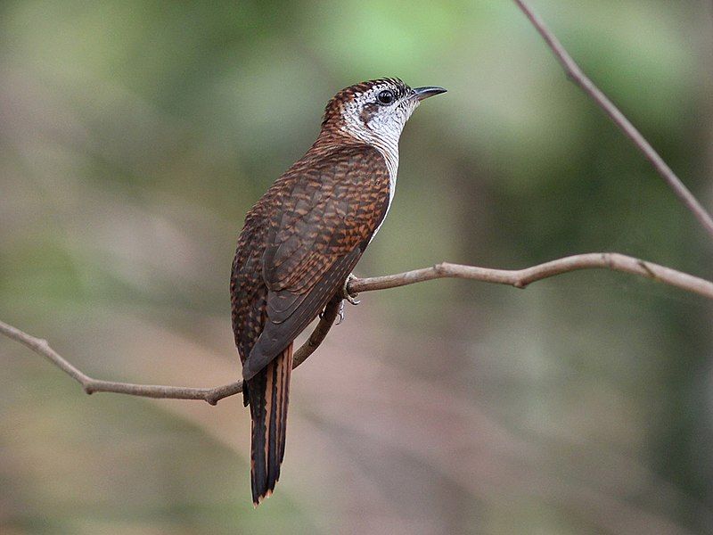 Banded_bay_cuckoo__16