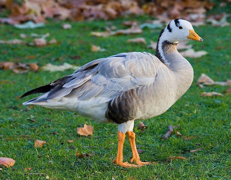 Bar-headed_goose__1