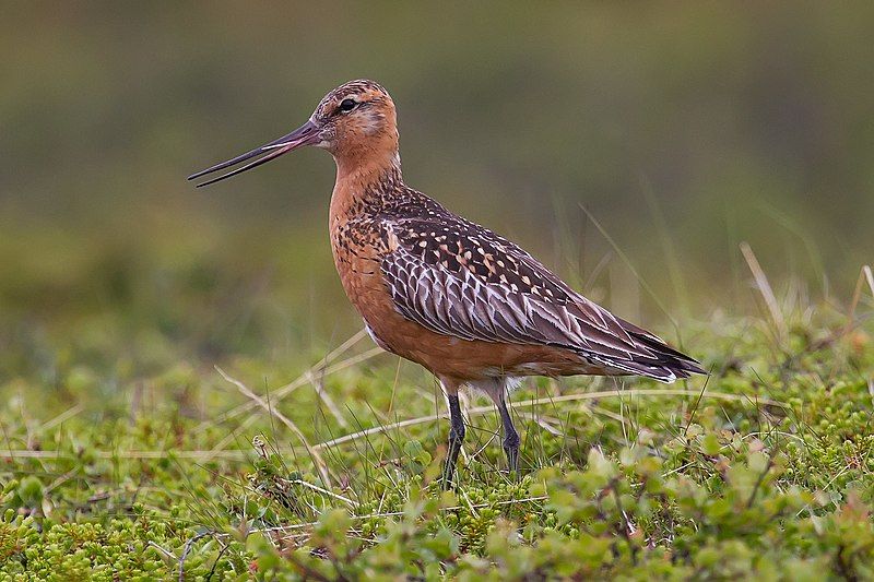 Bar-tailed_godwit__1