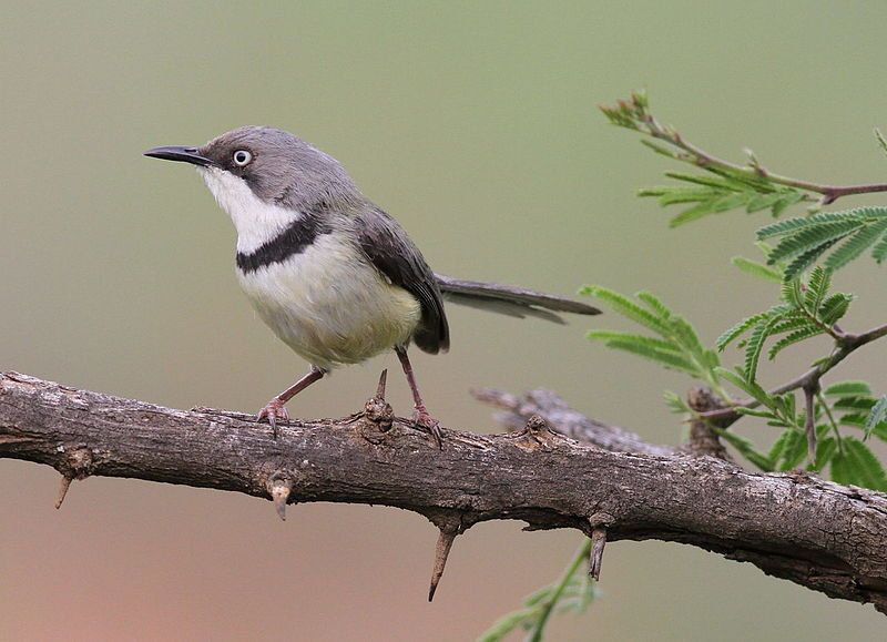 Bar-throated_apalis__10