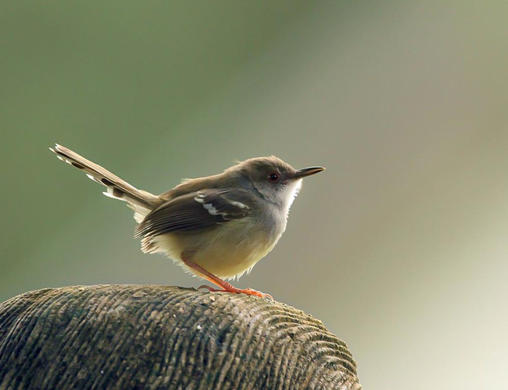 Bar-winged Prinia