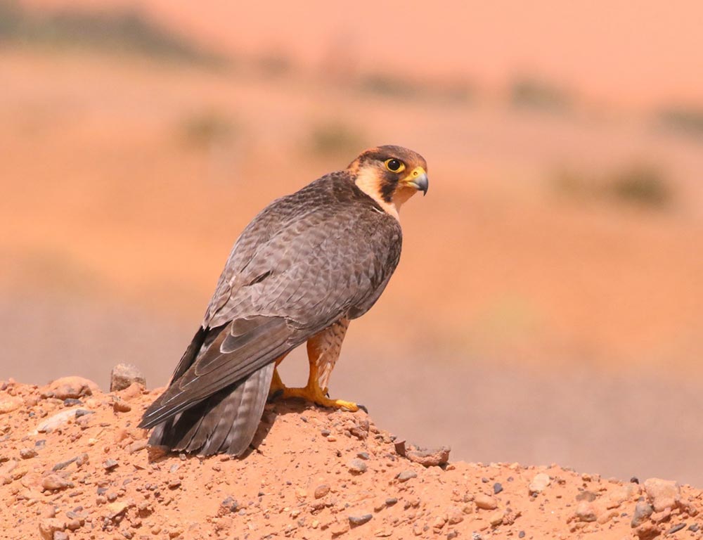 Barbary Falcon