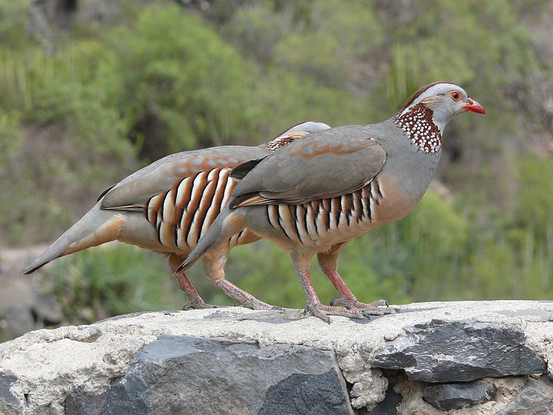 Barbary_partridge__16