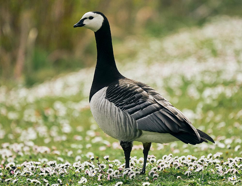 Barnacle Goose