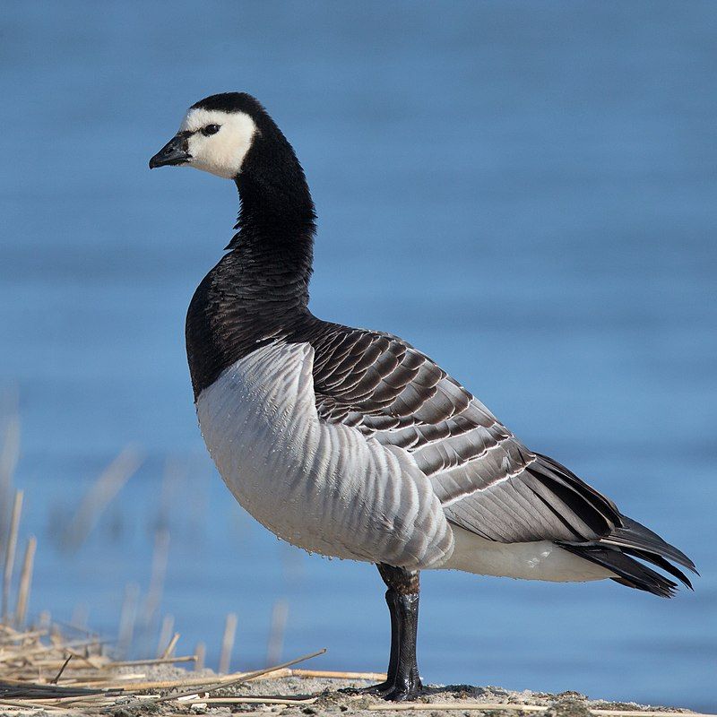 Barnacle_goose__10