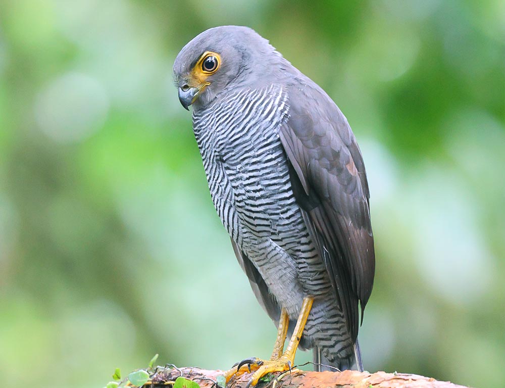 Barred Forest Falcon