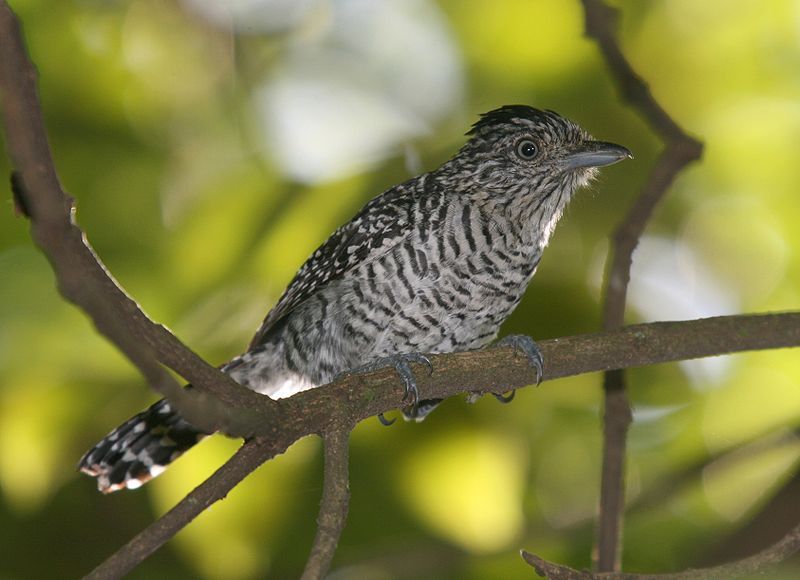 Barred_antshrike__15