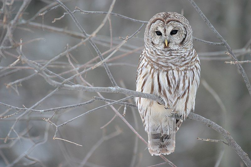 Barred_owl__21