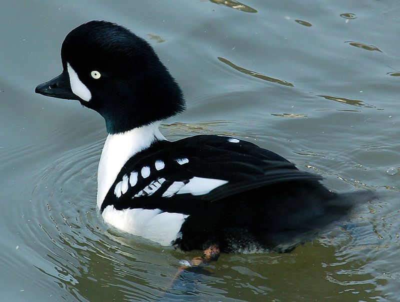 Barrow's_goldeneye__24