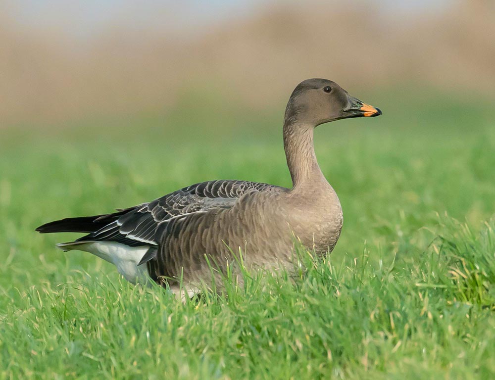 Bean Goose