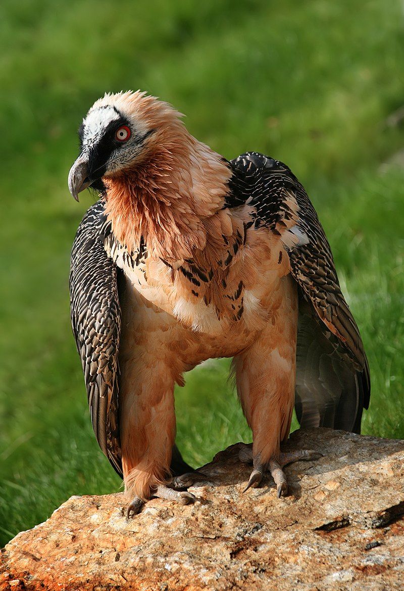 Bearded_vulture__1