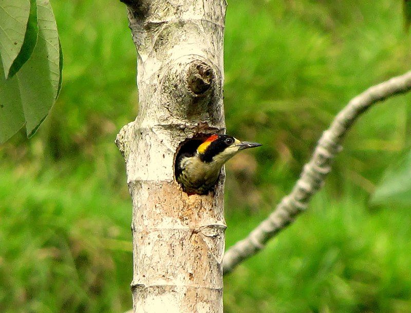 Beautiful_woodpecker__3