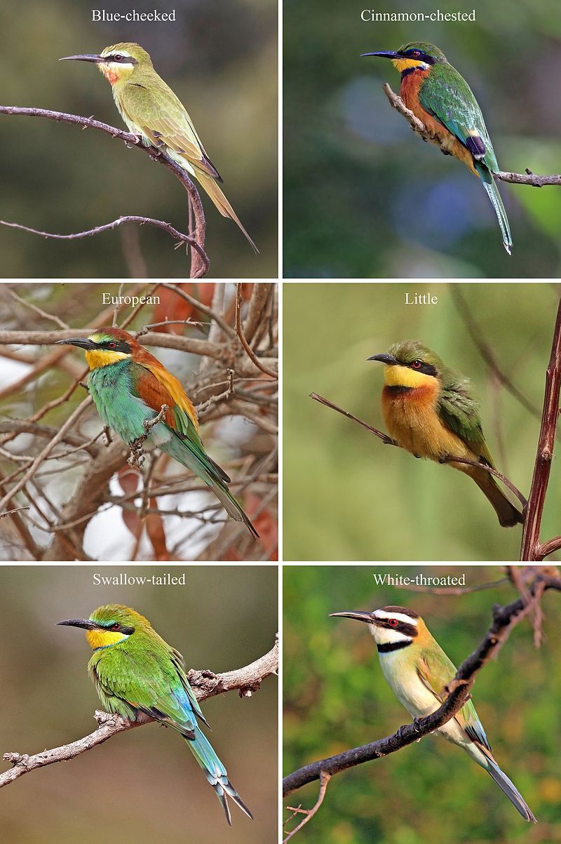 Bee-eater__2