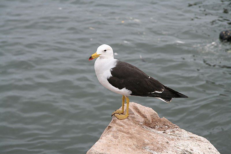 Belcher's_gull__15