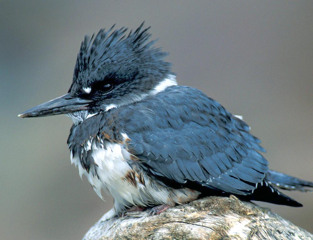 Belted Kingfisher