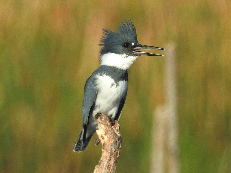 Belted_kingfisher__12