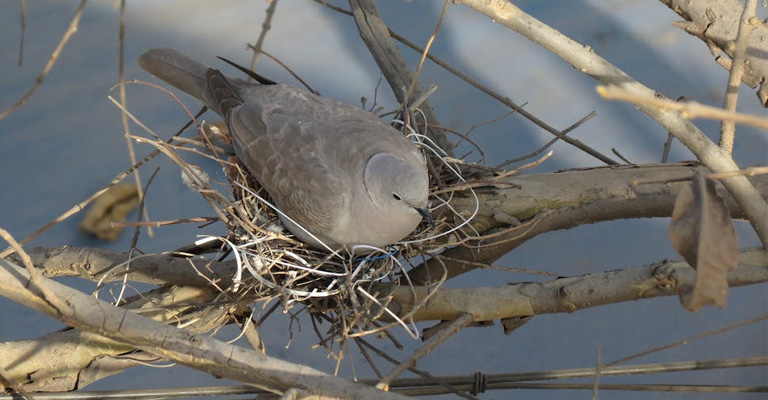 Benefits of Birds Laying Eggs without a Male