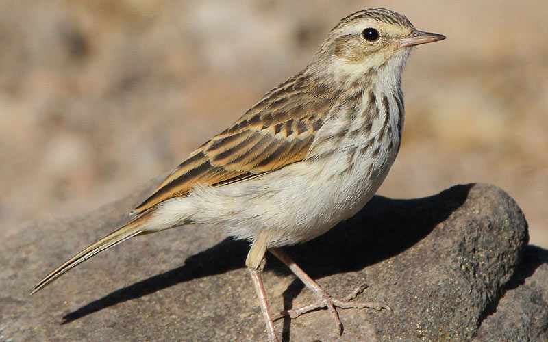 Berthelot's Pipit