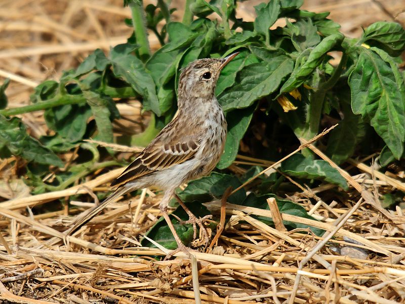 Berthelot's_pipit__17