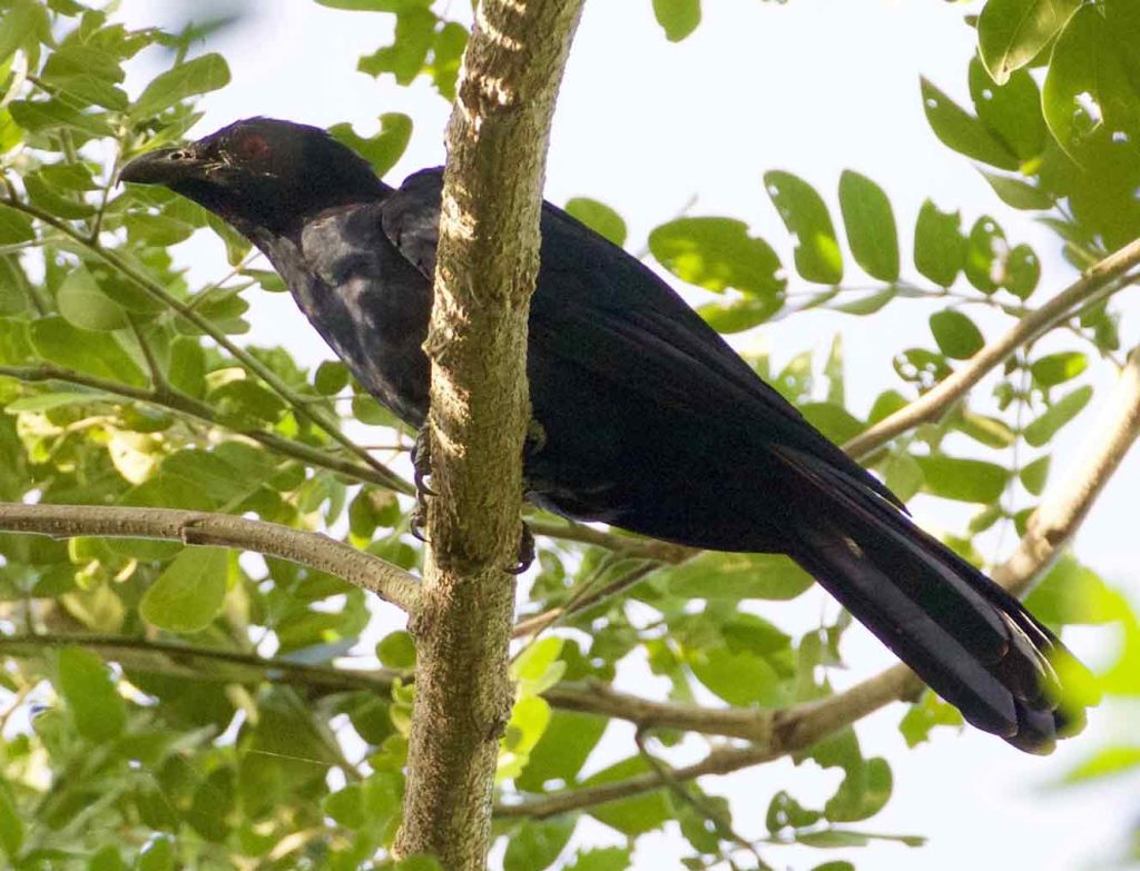 24 Birds to Watch in West Sulawesi - The Worlds Rarest Birds