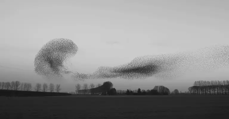 What Does It Mean When Hundreds Of Black Birds Gather