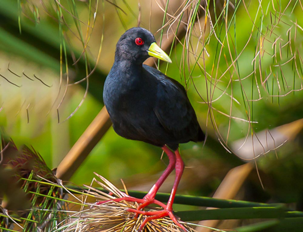 Black Crake