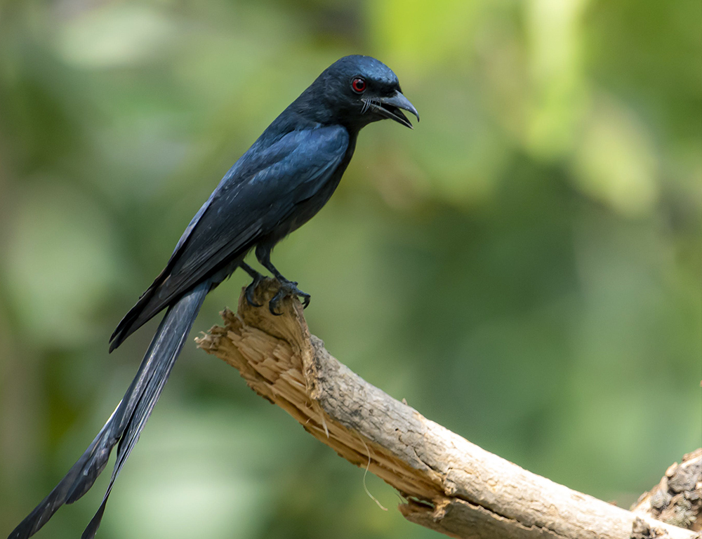 Black Drongo