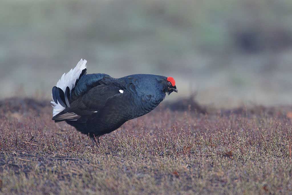 Black Grouse