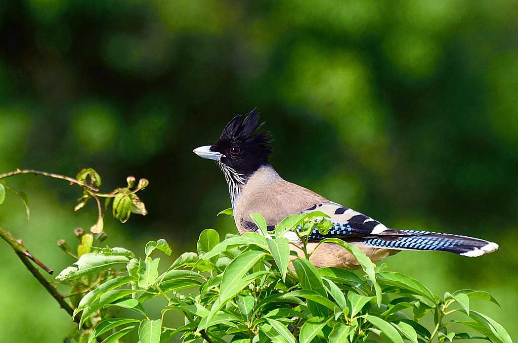 Black-Headed Jay