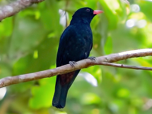 Black Oriole