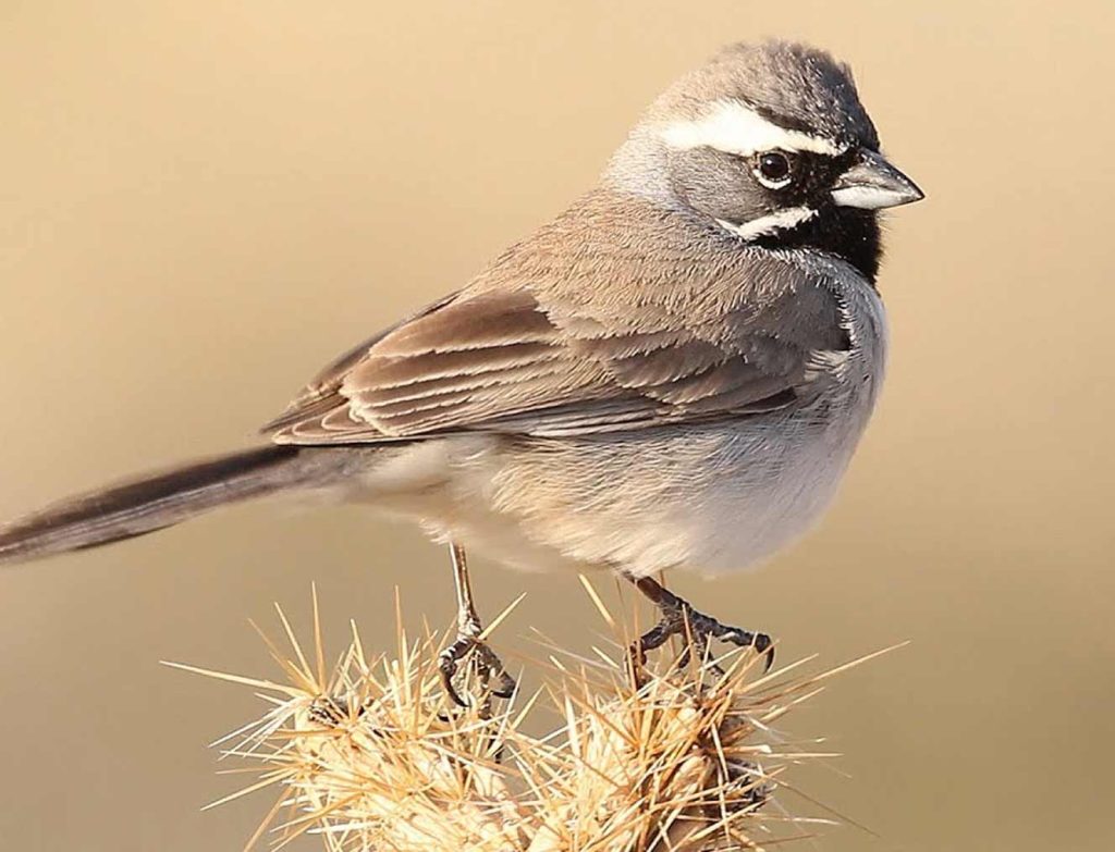 Black-Throated Sparrow