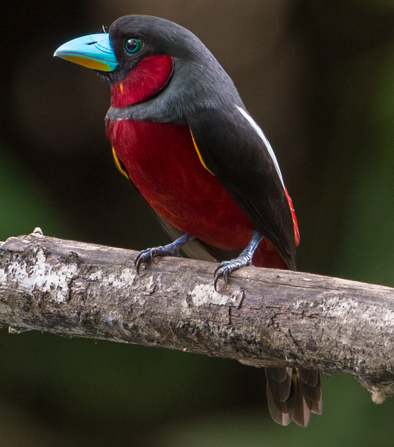 Black-and-red_broadbill__24