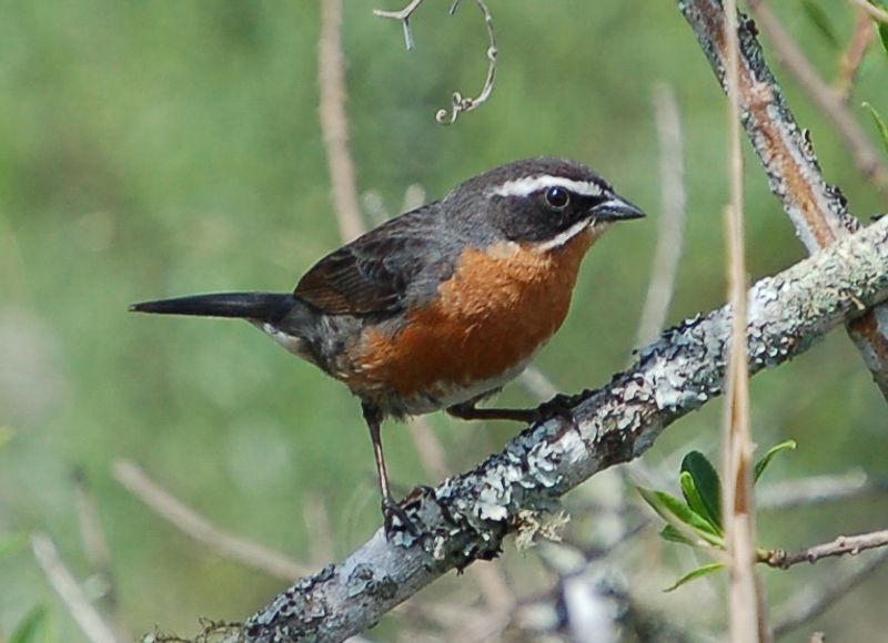 Black-and-rufous_warbling_finch__39