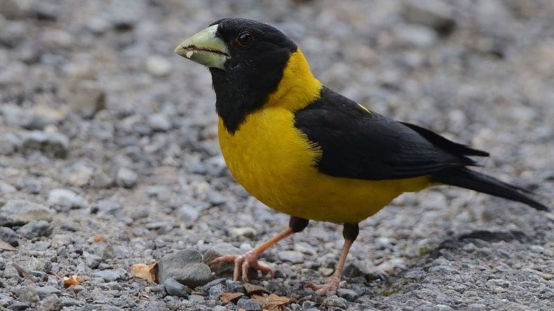 Black-and-yellow_grosbeak__12