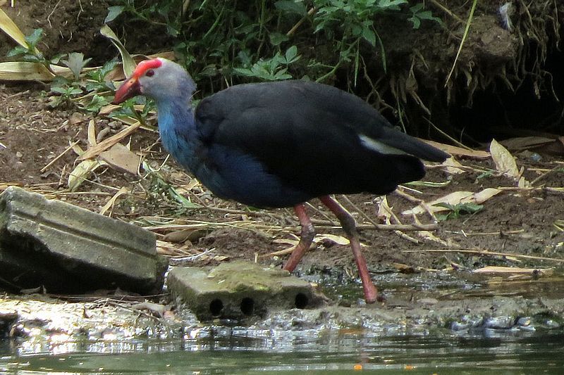 Black-backed_swamphen__17