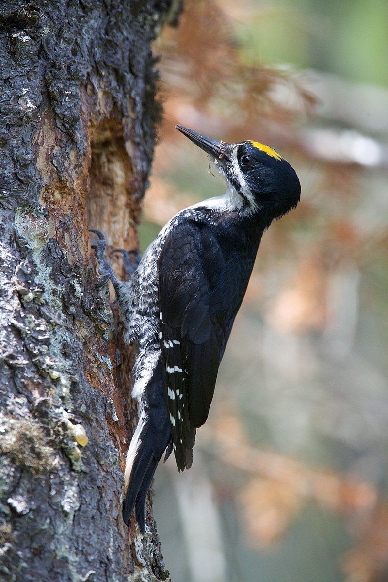 Black-backed_woodpecker__12