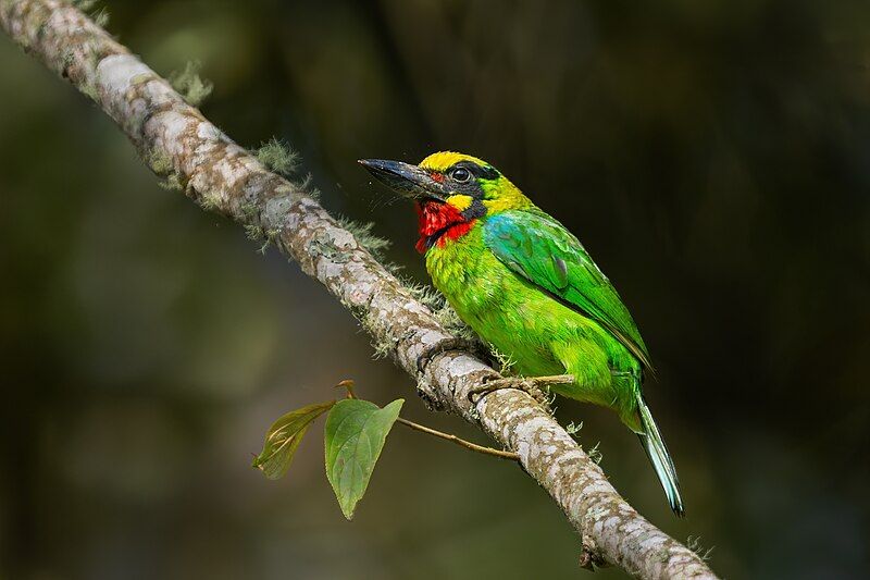 Black-banded_barbet__4